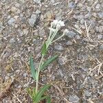 Achillea ptarmicaপাতা