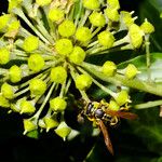 Hedera helix Фрукт