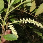 Cupania guatemalensis Fruit