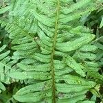 Polypodium interjectum ഇല