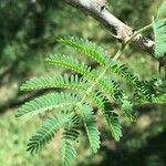 Senegalia senegal Лист