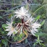 Leontodon tuberosus Fruit