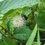 Cephalanthus occidentalis Кветка