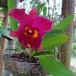 Cattleya wittigiana Цвят