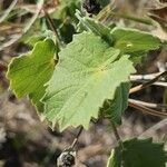 Abutilon grandiflorum Folla