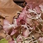 Hydrangea paniculata Cvet