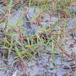 Sesuvium portulacastrum Tervik taim