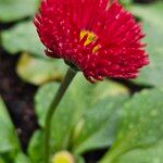 Bellis perennis 花