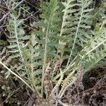 Achillea filipendulina Feuille