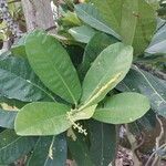 Ficus auriculata Blatt