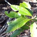 Laurus novocanariensis Лист