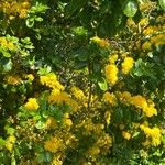 Azara serrata অভ্যাস