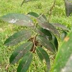 Marcgravia nepenthoides Leaf
