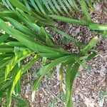 Hymenocallis latifolia Leaf