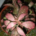 Fittonia albivenis Leht