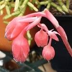 Echeveria purpusiorum Flower