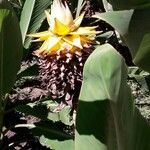 Ensete lasiocarpum Fleur