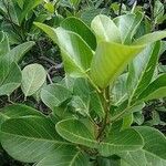 Alectryon coriaceus 葉