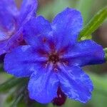 Aegonychon purpurocaeruleum Çiçek