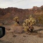 Cylindropuntia bigelovii ᱵᱟᱦᱟ