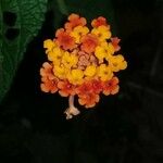 Lantana camaraFlower