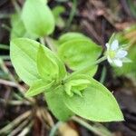 Moehringia trinervia برگ