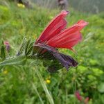 Echium creticum Blomst