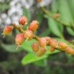 Cunonia balansae Fruto