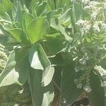 Heliotropium foertherianum Fleur