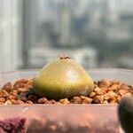 Conophytum burgeri List