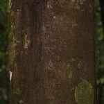 Pouteria cayennensis Kabuk