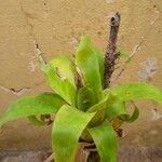 Catopsis compacta Leaf
