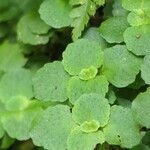 Chrysosplenium oppositifolium Blad