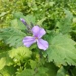 Orychophragmus violaceus Flor