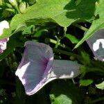 Ipomoea tiliacea Blüte