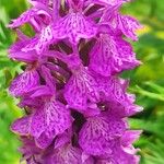 Dactylorhiza maculataFlors