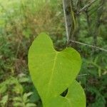 Ipomoea lacunosa Blatt