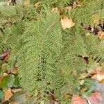 Polystichum setiferumLeaf