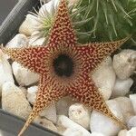 Huernia pillansii