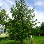 Parrotia subaequalis Hábito