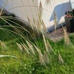 Bromus sterilis Fruit