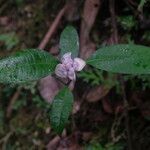 Psychotria urbaniana Flower