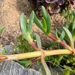 Carpobrotus edulis Hoja