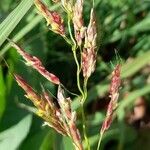 Sorghum halepense Fruit