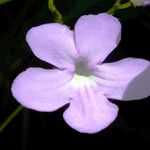 Streptocarpus primulifolius Flor