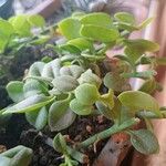Mesembryanthemum cordifolium Φύλλο