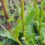 Symphyotrichum × versicolor Habit