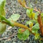 Lythrum hyssopifolia Bark