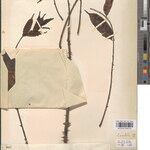 Zanthoxylum renieri Sonstige