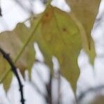 Wisteria sinensis Leaf